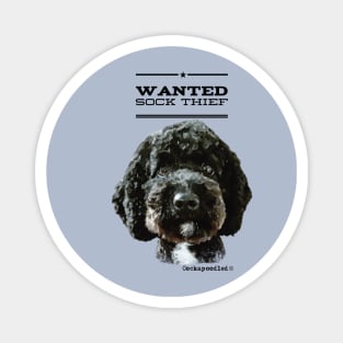 Cockapoo / Doodle Dog Sock Thief Magnet